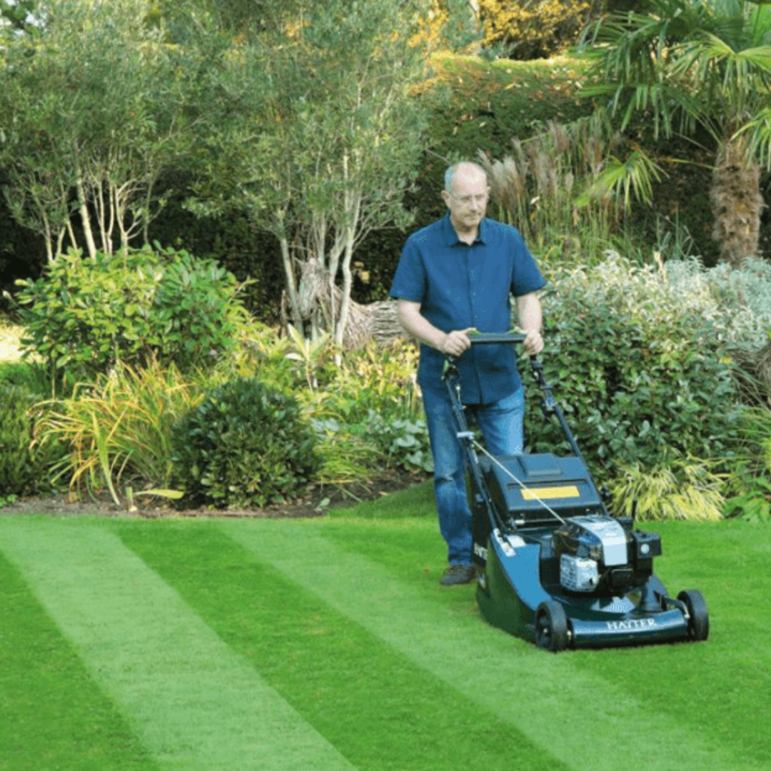 Hayter Harrier 56 BBC System 575A petrol lawn mower creating crisp lawn stripes while cutting a large garden, demonstrating the rear roller and professional finish.