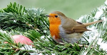 How to dispose of your Christmas tree