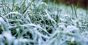 Winterise your lawn