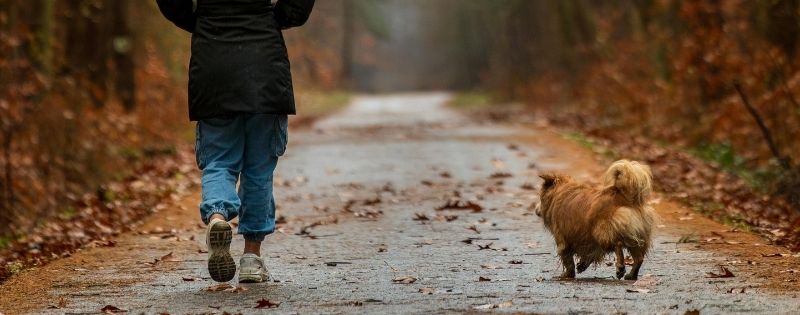 Autumn Dog Walk