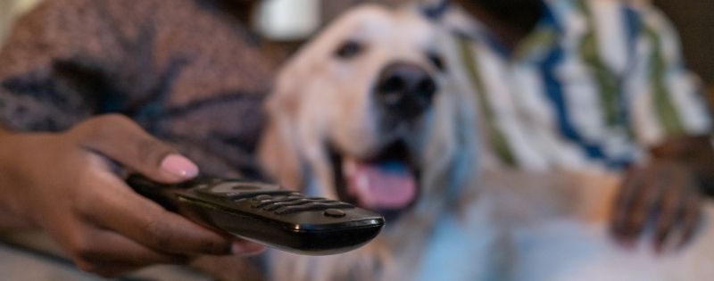 Dog and owners watching tv