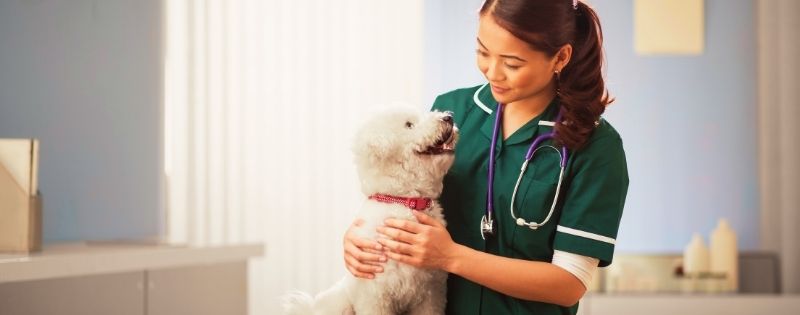 Dog and vet
