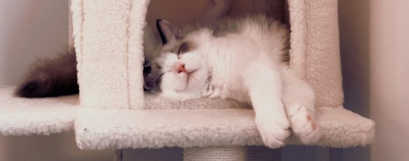 Cat relaxing in it's bed