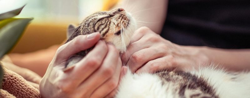 Tickling cat