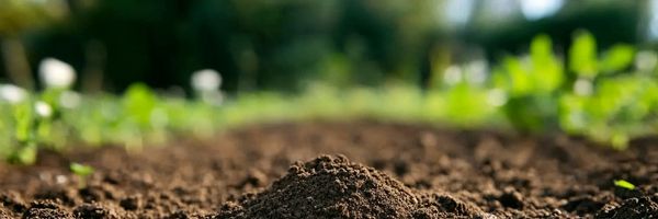 Top Soil